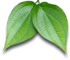 We did not find results for: Manfaat Lebih Daun Sirih Wirawan92