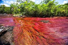 Caño cristales is a colombian river located in the serrania de la macarena province of meta, and is a tributary of the guayabero river. Cano Cristales Videos Facebook