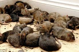 Image result for Photo of vermin