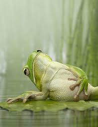 Fun virtual backgrounds for zoom meetings. Net Art Photos Flickr Funny Frogs Animals Beautiful Funny Animal Pictures