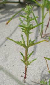 Image result for Salsola kali