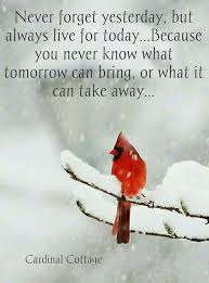 A Quote To Live By Love This Photo Of A Cardinal What A Beautiful Red Bird Words Life Quotes Sayings