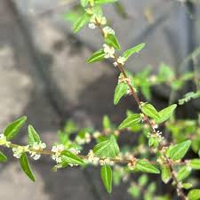 Image result for Pouzolzia parasitica