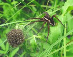 Water spiders are able to survive because they carry around a bubble of oxygen that connects to their bodies. Dolomedes Wikipedia