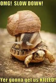 Snail Turtle Meme Animal Captions Funny Animals Funny Animal Pictures