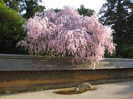 Asiatischen Garten Anlegen Ideen Und Inspiration Obi