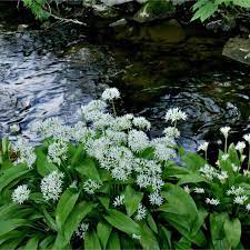 These black garlic seeds are organic and possess a high germination rate. Seeds Of Bear Garlic Wild Garlic Allium Ursinum T O G