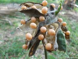 Image result for Abrus melanospermus