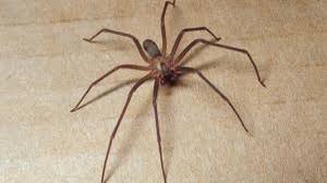 It's also affordable and effective: Spiders In Garden How To Get Rid Of Spiders In Garden Naturally Getridofallthings Com