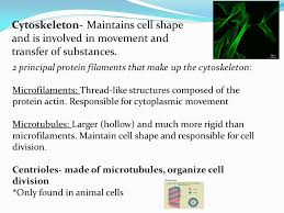 Conversely, a cell is able to completely change its shape or have no shape at all by breaking down the cytoskeletal filaments. Cell Structure And Function Ppt Video Online Download