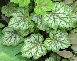 Image result for heuchera americana