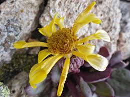 Image result for Senecio mariettae