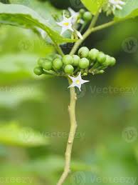 Image result for Solanum torvum