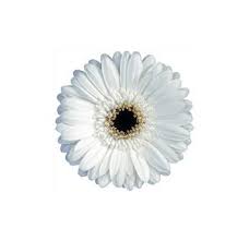 Pin On Wedding Flowers