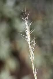 Image result for Aristida adscensionis