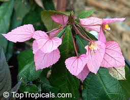 Image result for Dalechampia