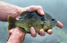 Sprinkle both sides with salt and pepper. Are Bluegill Fish Dangerous To Humans The Usa Piranha Fish