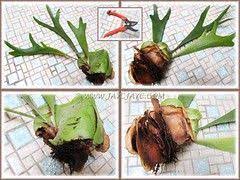 We did not find results for: Propagating A Staghorn Fern Platycerium Bifurcatum 3 5 Staghorn Fern Plants Propagating Plants