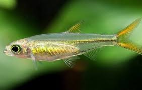 Image result for Tetradenia bainesii