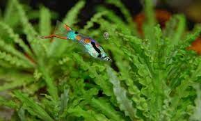 How Long Do Guppies Live Ways To Prolong Their Lives Aquaria Passion