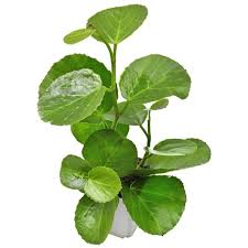 Image result for Cissus cornifolia