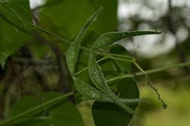 Image result for Pergularia daemia