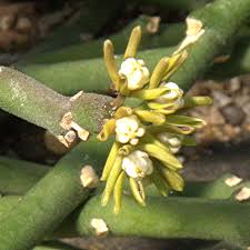 Image result for Cynanchum praecox