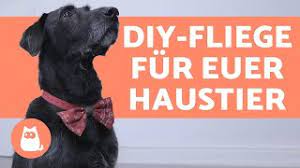 Gewürze und backpulver sind für ihren hund ebenfalls nicht gut verträglich. Selbstgemachte Fliege Fur Hunde Und Katzen Einfach Erklart Youtube