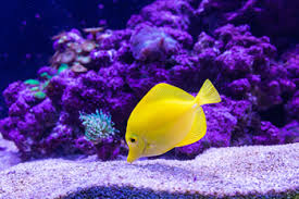 Places listed on the map with company name, address, distance and reviews. Rk2 Systems Industries We Serve Retail Aquarium Pet Stores