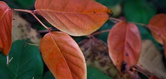 See restaurant menus, reviews, hours, photos, maps and directions. Salal S Worrisome Die Off Hakai Magazine