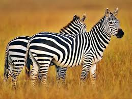 Hewan Dari Huruf Z Zebras Gambar Kuda Gambar Hewan