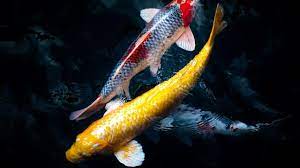 Tempat jual ikan koi jepang asli. 15 Arti Mimpi Ikan Koi Pertanda Kemakmuran Dan Keberuntungan Ragam Bola Com