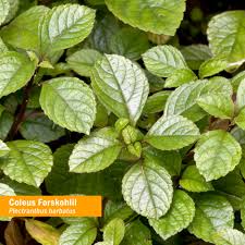 Image result for Coleus barbatus