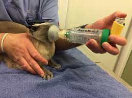 You may only need an inhaler if your symptoms. Inhaled Medications For Cats Tufts Catnip