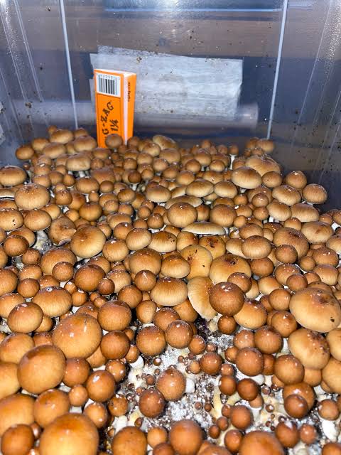 Cultivated Psilocybe cubensis cluster profile, AI generated
