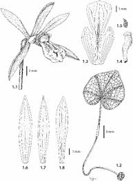 Image result for Nervilia petraea