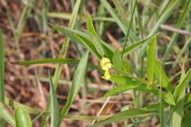 Image result for Eriosema