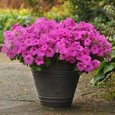 Petunia Easy Wave Neon Rose F1 Petunias Wave Petunias Flower Pots