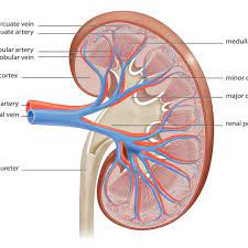 Divides into 5 segmental branches. Anatomy Of The Human Kidney Cut To Show Internal Structures Arteries Download Scientific Diagram