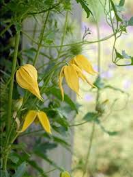 Image result for Clematis costata