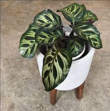 Check spelling or type a new query. Butuh Tanaman Hias Ketahui Dulu Harga Tanaman Calathea Ini