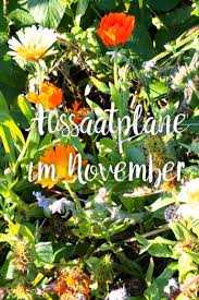 Aussaatplane Im November Sei Der Fruhe Vogel Aussaat Kalender Gemuse Anbauen Und Garten Anlegen