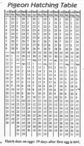 pigeon egg hatching chart grand junction racing pigeon club