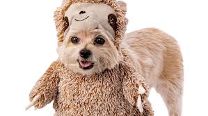 Cute animal costume gibt es bei ebay! Dog And Cat Halloween Costumes Most Popular For 2019