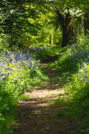 Woodland Walk Landscape Pictures Landscape Beautiful Landscapes