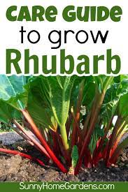 How To Grow And Care For Rhubarb Rhubarb Rhubarb Plants Small Garden Design