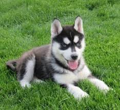 kuwait dogs and puppies adoption and sales email us at khaleelsalafi hotmail com siberian husk siberian husky for sale huskies for sale akita puppies for sale