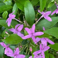 Image result for Eranthemum laxiflorum