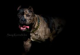 We did not find results for: Xxl Merle Bully Pitbull Stud And Pitbull Puppies For Sale