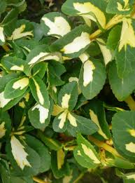 Image result for Euonymus fortunei